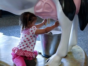 A little girl tries out the milking exhibit at the Abbotsford EcoDairy.