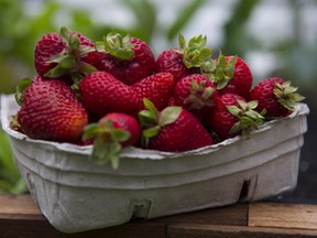 Strawberry season is coming to an end. Markets and farm stands are selling these delicious local berries.