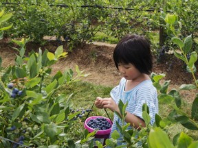 Five-year-old Uen Yee Chau helps her family pick blueberries at Driediger Farms U-pick in Langley.