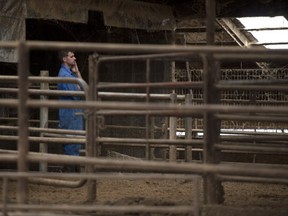 A worker is pictured at the Kooyman family farm the day after Mercy for Animals released an undercover video showing cows being mistreated.
