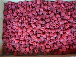 How to freeze raspberries.