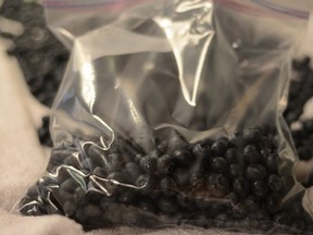Enjoy B.C. blueberries all year long by freezing them.