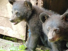 Some of the orphan bear cubs at the Northern Lights Wildlife Shelter in Smithers, B.C. This is the peak season for human-bear encounters across the province.