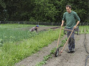 Andy and Cara Abrahams weed around vegetables at their one-and-a-half acre farm, Abundant Acre Family Farm, in Chilliwack.