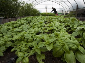 Basil grows in a greenhouse at the Sharing Farm in Richmond.