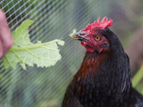 A chicken is fed greens in an outdoor coop.