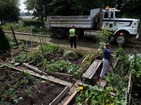 Resident Sarah Myambo removes produce from her community garden on a stretch of abandoned CP Rail line before workers destroyed and removed it.