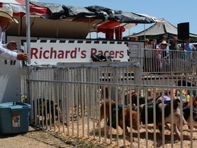 And they're off! Check out Buffalo Bill's racing pigs at the BC. Northern Exhibition and the PNE this August.