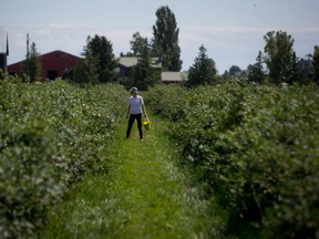 A woman picks blueberries at Emma Lea Farms in Ladner.