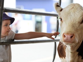 Jordyn Samuell reaches out to touch a calf at the Abbotsford Agrifair in 2012.