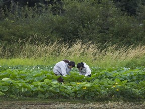 Members of The Sharing Farm in Richmond work in the fields.