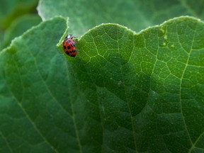 A lady bug climbs a leaf at The Sharing Farm in Richmond.