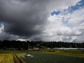 Workers pick elephant garlic at a farm in Burnaby.