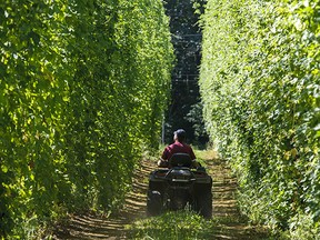 Christian Sartori inspects his hop vines ahead of last year’s harvest at Sartori Cedar Ranch in Chilliwack. Sartori’s vines cover more than a dozen acres.