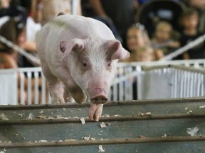 Buffalo Bill's racing piglets.