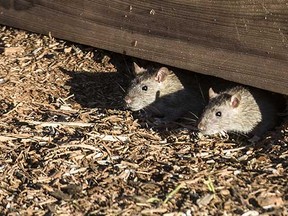 Rats peek out from under a garden box at a community garden on Commercial Drive in East Vancouver.