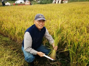 Masa Shiroki in his Abbotsford rice field before harvest.