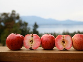 Harry Burton grows about 30 varieties of red-fleshed apples at Apple Luscious Organic Orchard on Salt Spring Island.