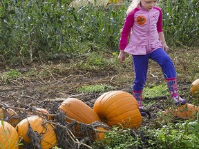 Kayleigh McConachy, 4, picks pumpkins with her mom at Aldor Acres, which grew a record-breaking gourd this year.
