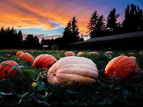 The sun sets on the giant pumpkin patch at Willow View Farms in Abbotsford.