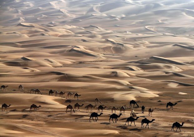 UAE-CAMEL-DESERT-NATURE-TOURISM