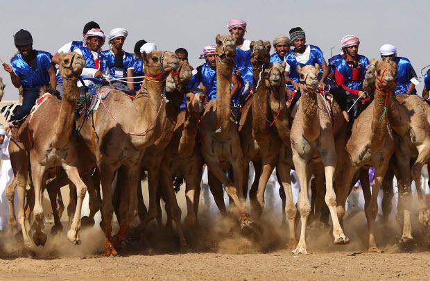 UAE-CAMEL-RACE-FESTIVAL