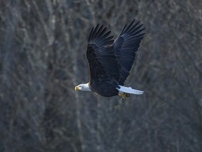 An eagle in flight during the 28th Annual Brackendale Bald Eagle Count near Squamish in 2014.