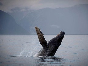 Despite mad fishing skills, an exquisite singing voice and unusual physique, the humpback whale only makes our runner-up list of weirdest, most fascinating animals of B.C. (Jonathan Hayward, CP files)