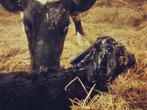 A newborn calf kicks things off for Andrew Campbell's #farm365 project, which aimed to show a year in the life of his dairy farm. The hashtag was quickly co-opted by animal rights activists. (Twitter: @FreshAirFarmer)