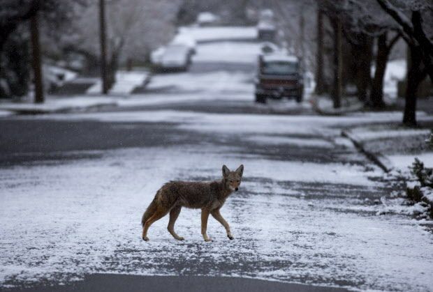 Coyote Conflict