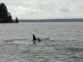 Orcas photographed from a Vancouver Police Department boat in First Narrows on Thursday.