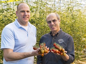 Houwelings Tomatoes general manager John Skeete (right) and propagation manager Ruben Houweling holding some of their crop in the Delta, B.C., greenhouse complex. The burgeoning industry is becoming a world leader.