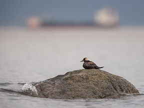 A duck covered in oil sits on a rock near Sunset Beach in English Bay in Vancouver on Friday.