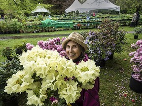 Joan Bentley with some rhododendrons at the VanDusen Botanical Garden as volunteers prepare for the annual plant sale on Sunday, April 26.  (Steve Bosch, PNG)