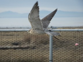 Boeing the Peregrine Falcon flies along the fence surrounding Vancouver International Airport in Richmond, Jan. 21 to scare off other birds that are a danger to aircraft.
 (THE CANADIAN PRESS FILES)