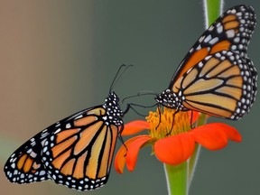 Weed killers have resulted in the death of an estimated one billion monarch butterflies in the past 25 years. (ASSOCIATED PRESS FILES)