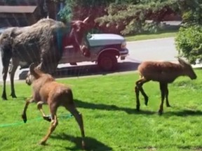 A mama moose and her twins were caught frolicking through someone's sprinkler.