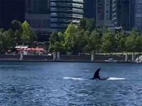 An orca swims in Coal Harbour on Monday, just west of the convention centre.