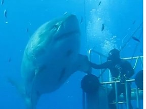 A screengrab from the video that captured a diver off the coast of Mexico high-fiving a great white shark.