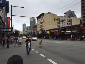 A juvenile deer on Granville Street in Vancouver Tuesday morning.