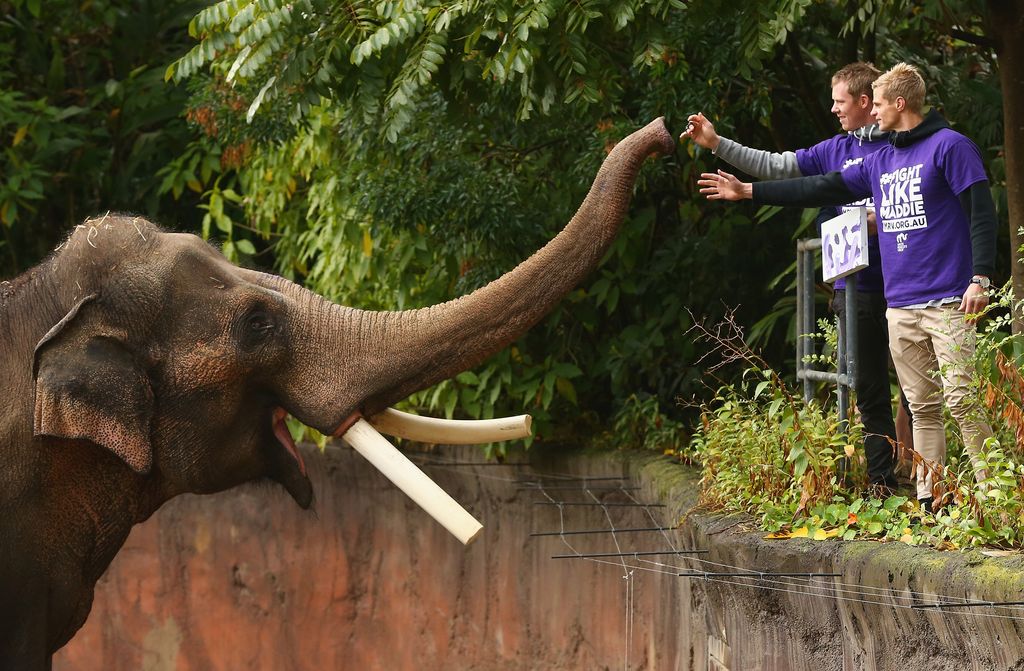 MELBOURNE, AUSTRALIA - JULY 15:  Nick Riewoldt of the Saints and Jack Riewoldt of the Tigers meet elephant Bong Su, the largest animal in Australia  during an AFL media opportunity at Melbourne Zoo on July 15, 2015 in Melbourne, Australia.  (Photo by Robert Cianflone/Getty Images)
