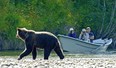 Tourists grab a photograph of a grizzly bear on a boat tour. (Mike Wigle, Tweedsmuir Park Lodge)
