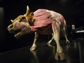 Body Worlds: Animals Inside Out at Telus World of Science in Vancouver opens Saturday, Oct. 3, 2015. The plastination exhibit has been seen by 1.5 million people worldwide. (Jason Payne, PNG)