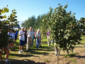 A new blight-resistant hazelnut tree developed in the Pacific Northwest is being introduced to British Columbia in an attempt to revive the industry.