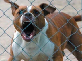 pit bull behind fence