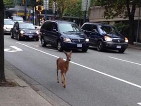 The late Downtown Deer takes a stroll down Howe Street near Nelson.