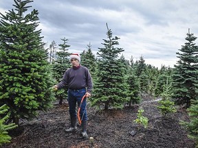 Richard Davies inspects a Nordmann fir tree on his 17-acre Oh Christmas Tree farm in Langley.
