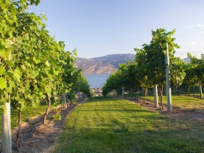 You don't have to wait till harvest time to visit the Okanagan. There's a wine festival there later in January.