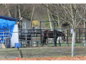 All access to the Southlands Riding Club in Vancouver has been shut off.   Nick Procaylo/PNG files