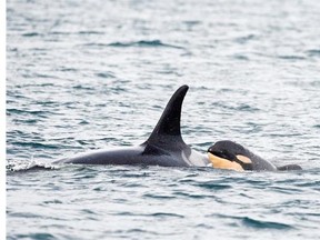 FILE PHOTO: Capt. Simon Pidcock, of Ocean EcoVentures in Cowichan Bay, took this photo of a baby calf born to the southern resident orca pod.